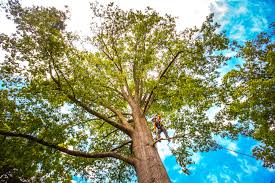 Best Leaf Removal  in Henrietta, TX