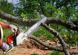 Best Emergency Tree Removal  in Henrietta, TX