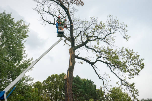 Best Tree Trimming and Pruning  in Henrietta, TX