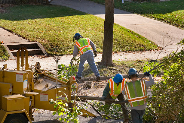 Best Commercial Tree Services  in Henrietta, TX