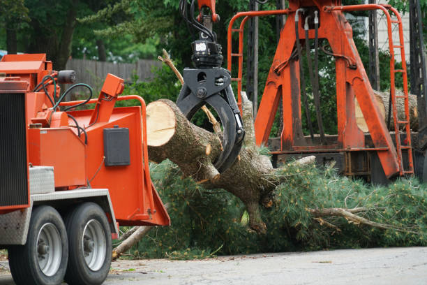 Best Lawn Grading and Leveling  in Henrietta, TX