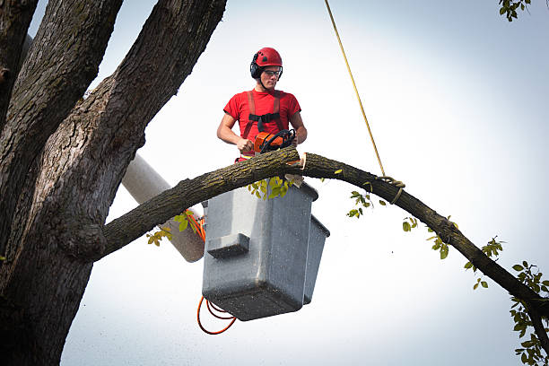 Best Arborist Consultation Services  in Henrietta, TX